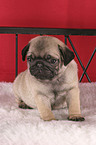 Pug Puppy