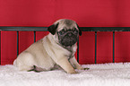 Pug Puppy