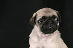 Pug Puppy Portrait