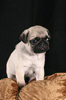 Pug Puppy