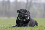 black pug