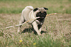 playing pug