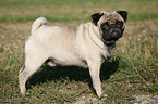 standing pug