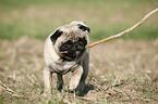 playing pug