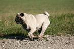 running pug