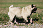 running pug