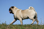 running pug