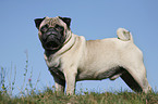 standing pug