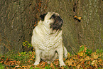 sitting pug