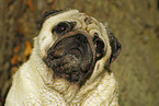 Pug Portrait