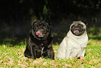 sitting pugs