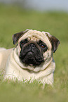 young pug