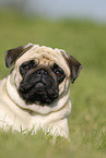 young pug