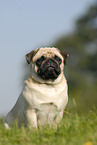 sitting pug