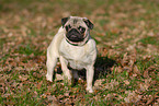 standing pug