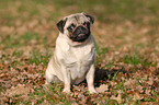 sitting pug