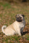 sitting pug