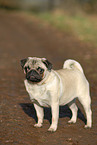 standing pug