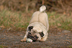 playing pug