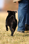 black pug