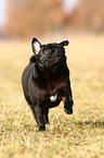 black pug