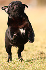 black pug