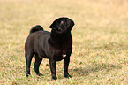 black pug