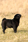 black pug