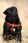 black pug