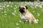 pug on meadow