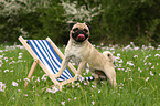 pug with deckchair