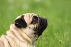 Pug Portrait