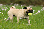 pug on meadow