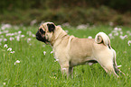 pug on meadow