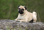 lying pug