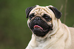 Pug Portrait