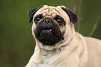 Pug Portrait