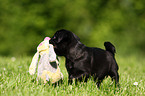 black pug puppy