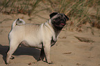 pug