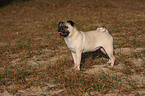 pug