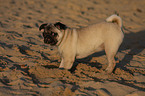 pug