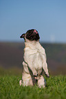 pug shows trick