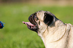 pug portrait