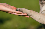 pug gives paw
