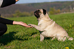 pug gives paw