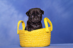 pug puppy