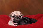 pug puppies