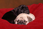 pug puppies