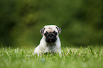 pug puppy