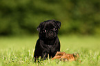 pug puppy